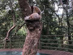 -野象谷景区