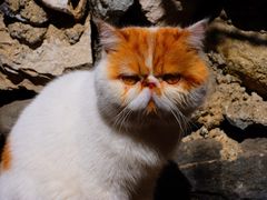 -喵屿·大理花园猫咖