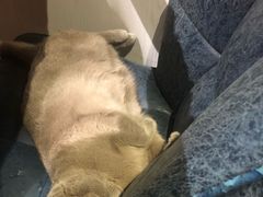 -猫小院猫主题餐厅(三里屯店)
