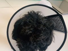 -关爱动物医院·心脏·中兽医·异宠(金牛路分院)