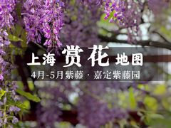 -嘉定紫藤园