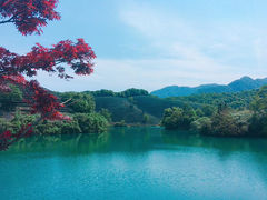 -龙坞茶村
