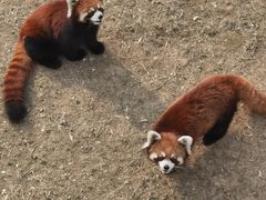 -石家庄市动物园