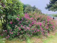 -宜兴龙背山森林公园
