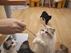-有喵·猫咖·狗咖·30几只猫10只小狗(岗厦店)