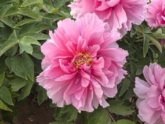 -洛阳市隋唐城遗址植物园