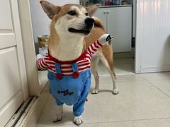 -佳百利宠物(荣乐中路115弄小区店)