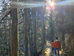 -天目山大树王景区