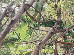 -广州长隆飞鸟乐园