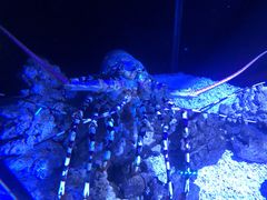 -迪拜水族馆及水下动物园