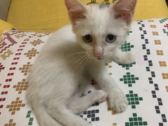 -爱侣·安琦尔宠物医院·中兽医针灸·心内科·狂犬免疫点(宝山区院)