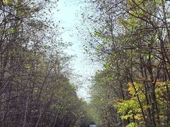 -五营红松林海景区