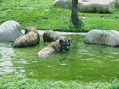 -北京野生动物园