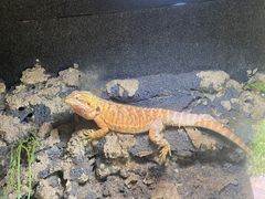 -合肥野生动物园