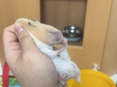 -联合动物医院(光谷诊疗中心)