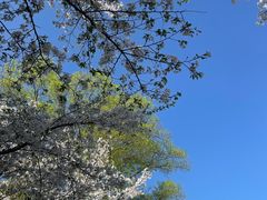 -径山花海