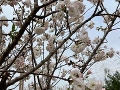 -观澜湖生态运动公社