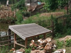 -田园东方蜜桃村的田野营地