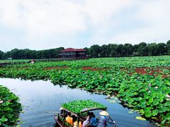 -荷塘月色湿地公园·向阳花洲