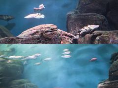 -上海海洋水族馆