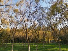 -大兴滨河森林公园