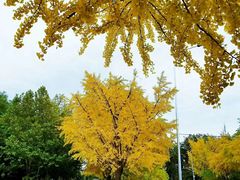 -三里屯东五街银杏大道