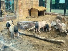 -大连森林动物园