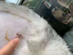 -圣宠动物医院·犬猫专科·影像中心·外科中心