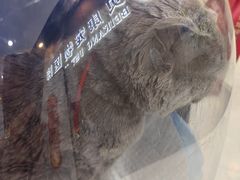 -贝康宠物医院·犬猫全科·小动物特色诊疗中心(东环路店)