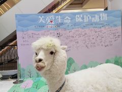 -zoonana室内动物园(东方福来德店)