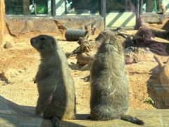 -大连森林动物园