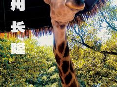 -广州长隆野生动物世界