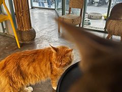 -喵屿·大理花园猫咖