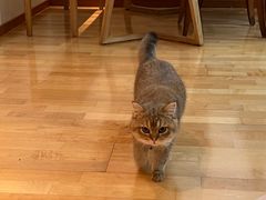 -猫大福·Fortune Cat猫舍(百子湾店)