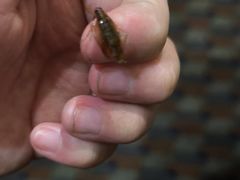 -雷祖芳老妈蹄花店