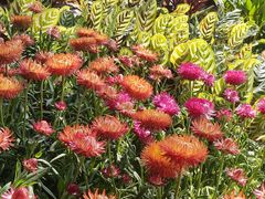 -深圳国际园林花卉博览园