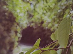-上海滨江森林公园