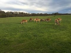 -威勒比开放式动物园