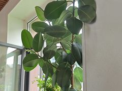 -老长江路灌汤包(天津路总店)