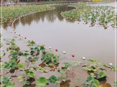 -东平国家森林公园