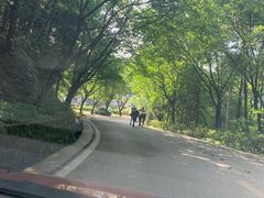 -铁山坪森林公园