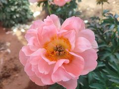 -洛阳市隋唐城遗址植物园