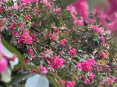 -广州白天鹅宾馆