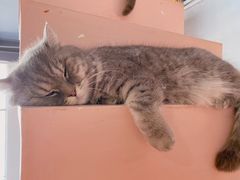 -猫儿山۰猫主题餐厅