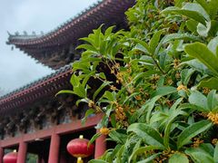 -洛阳白马寺