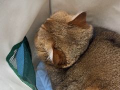 -纳吉亚猫专科动物诊疗中心(蒋宅口分院)