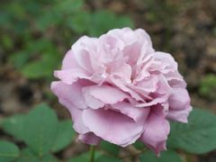 -上海鲜花港