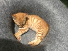 -安安宠医宠物医院·异宠·犬猫内科(岳阳分院)