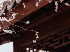 -桃花堤公园