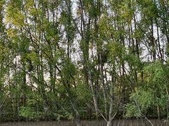 -东寨港红树林旅游区